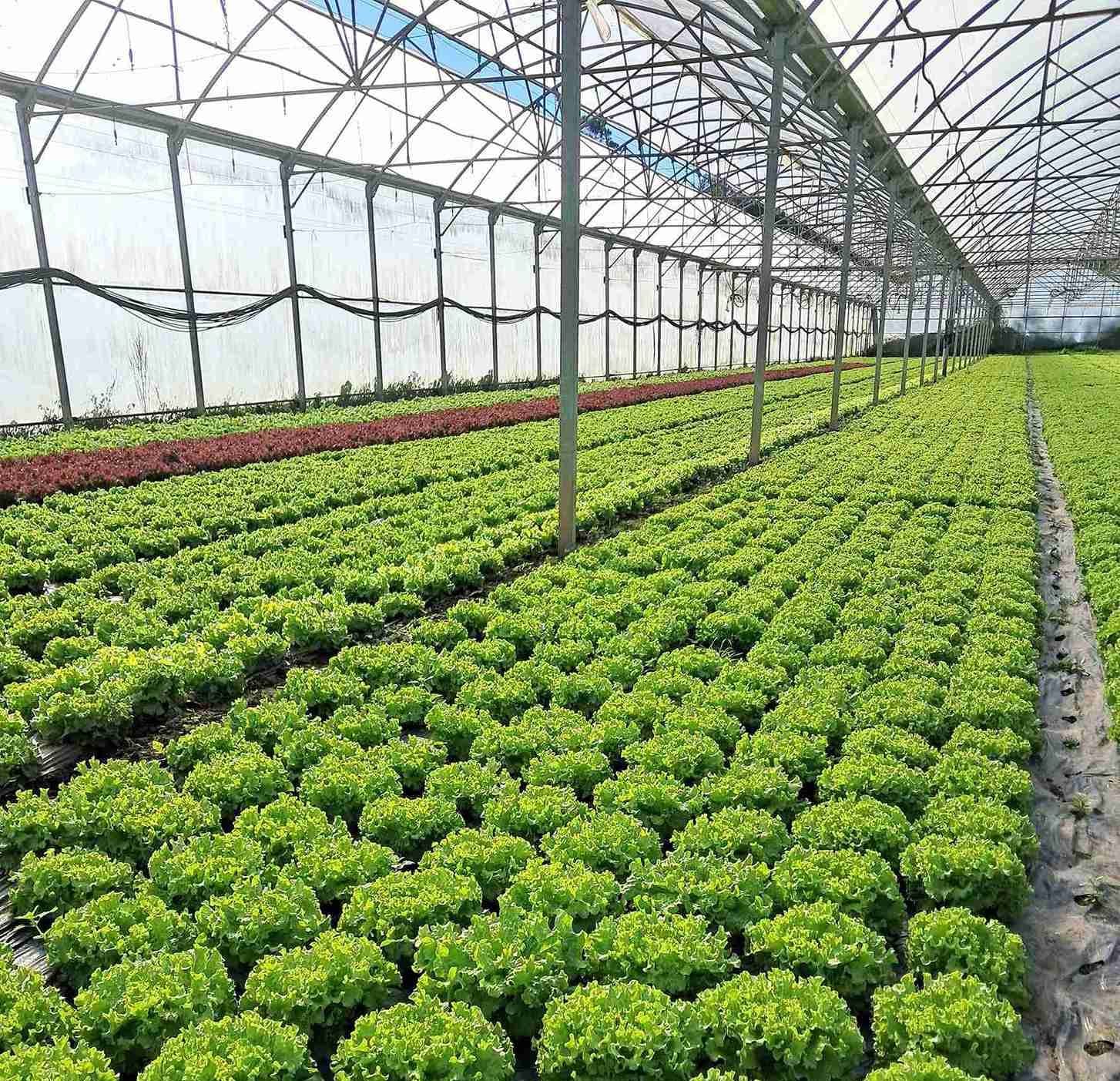 Hortovouga – Produção Agrícola Sustentável